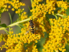 Helophilus trivittatus