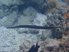 Aulostomus chinensis