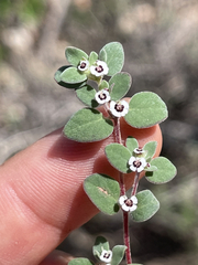 Euphorbia melanadenia