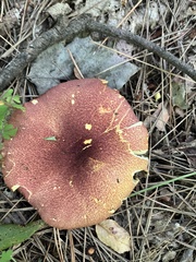 Tricholomopsis rutilans