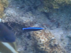 Labroides dimidiatus