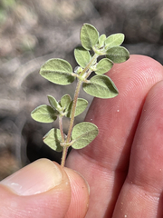 Euphorbia melanadenia