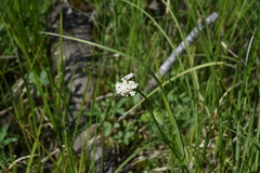 Valeriana dioica