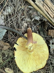 Tricholomopsis rutilans