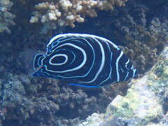 Pomacanthus imperator