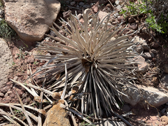 Hesperoyucca whipplei