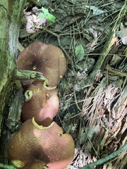 Tricholomopsis rutilans