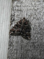 Pseudocoremia productata