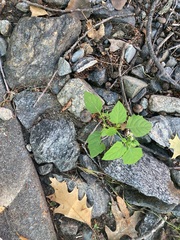 Solanum emulans