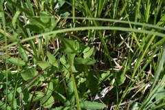 Valeriana dioica