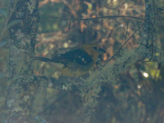 Pheucticus chrysogaster
