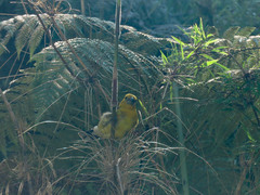 Pheucticus chrysogaster