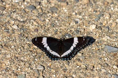 Limenitis arthemis arthemis