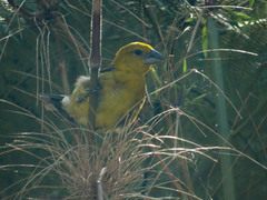 Pheucticus chrysogaster