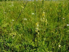 Agrimonia eupatoria