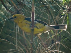 Pheucticus chrysogaster