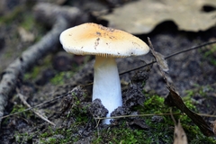 Russula