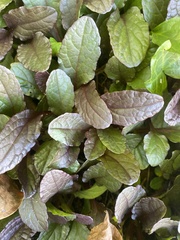 Ajuga