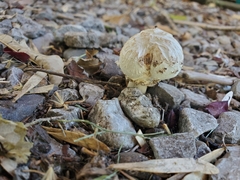 Agaricus deserticola