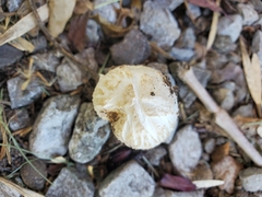 Agaricus deserticola
