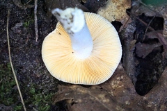Russula