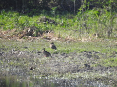 Amazonetta brasiliensis