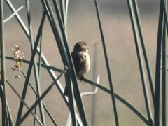 Sporophila