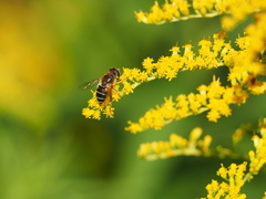 Eristalis nemorum