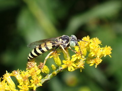 Microbembex monodonta
