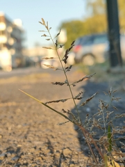 Eragrostis minor
