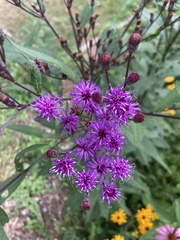 Vernonia
