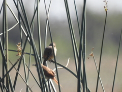 Sporophila
