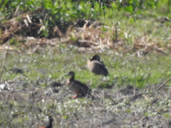 Amazonetta brasiliensis