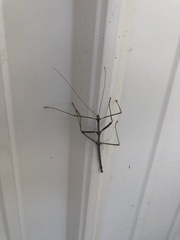 Diapheromera femorata