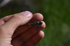 Somatochlora semicircularis