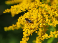 Eristalis nemorum