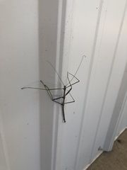 Diapheromera femorata