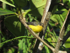 Myioborus flavivertex