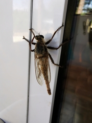 Proctacanthus milbertii