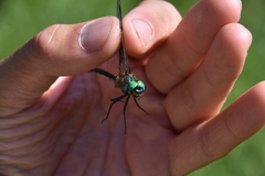 Somatochlora semicircularis