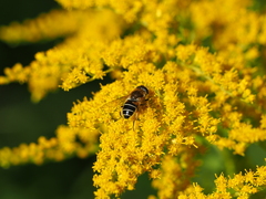 Eristalis nemorum