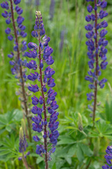 Lupinus latifolius