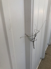 Diapheromera femorata