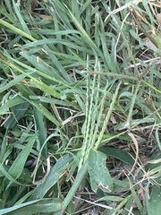 Digitaria sanguinalis