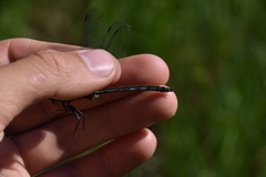 Somatochlora semicircularis