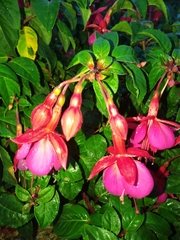 Fuchsia × hybrida