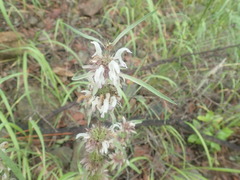 Monarda