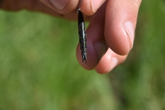 Somatochlora semicircularis