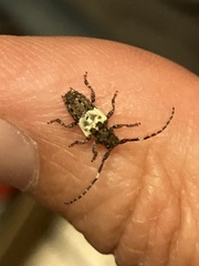 Pogonocherus hispidulus