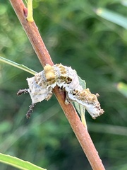 Limenitis